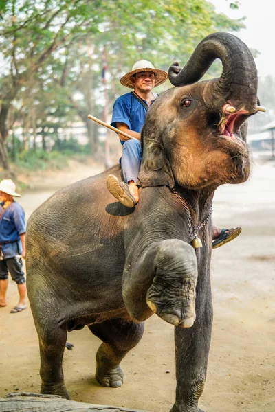 Chiang Mai Thailand März 2019 Cornac Trainiert Asiatische Elefanten Mann — Stockfoto
