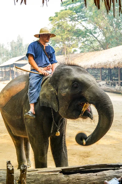 泰国清迈 2019年3月22日 科纳克训练亚洲象 人骑在大象背上招待游客 大象营和在泰国的表演 — 图库照片
