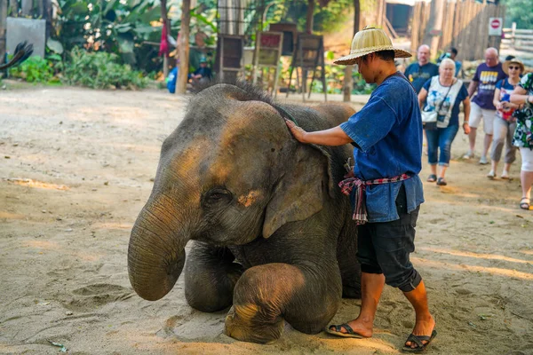 Chiang Mai Tailândia Março 2019 Cornac Treinando Elefante Asiático Homem — Fotografia de Stock