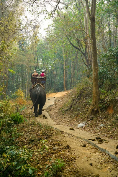 Чиангмай Таиланд Марта 2019 Года Туристы Катаются Слонах Диком Лесу — стоковое фото