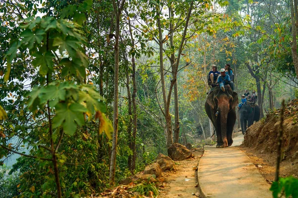 Чиангмай Таиланд Марта 2019 Года Туристы Катаются Слонах Диком Лесу — стоковое фото