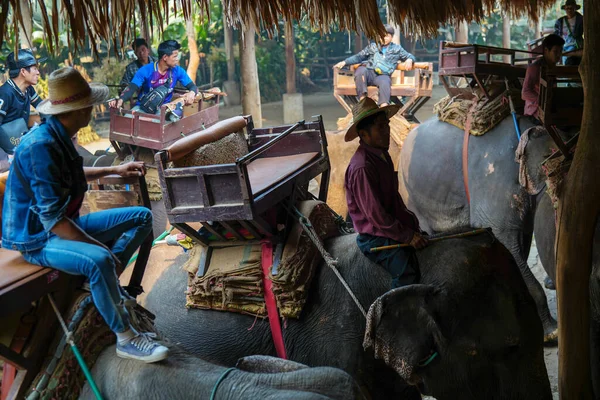 Chiang Mai Thaïlande Mars 2019 Cornac Entraîne Éléphant Asie Homme — Photo