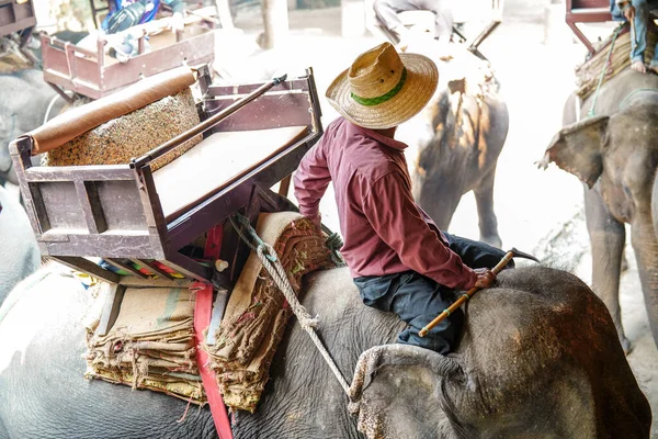 Chiang Mai Thaïlande Mars 2019 Cornac Entraîne Éléphant Asie Homme — Photo