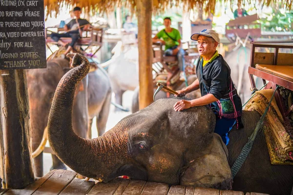 Чианг Таиланд Марта 2019 Года Корнак Дрессирует Азиатского Слона Человек — стоковое фото