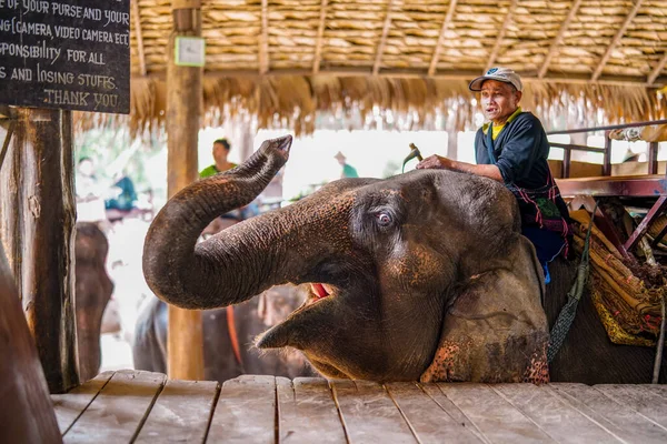 Chiang Mai Thailand März 2019 Cornac Trainiert Asiatische Elefanten Mann — Stockfoto