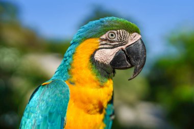 Renkli sarı ve turkuaz papağan.