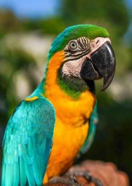 Renkli sarı ve turkuaz papağan.