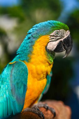 Renkli sarı ve turkuaz papağan.