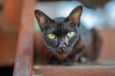 Yeşil gözlü güzel kedi. 
