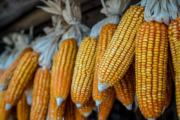 Taze mısır sarkıyor ve kuruyor.
