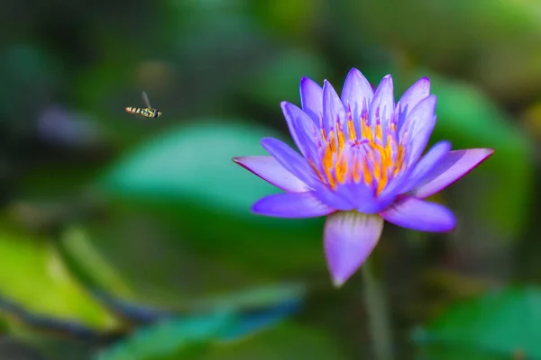 lotus in bloom, flower in lake