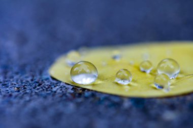 Yaprağın üzerindeki ıslak damlaların makro fotoğrafı 
