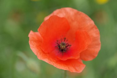Yeşil arka planda güzel kırmızı haşhaş çiçeği