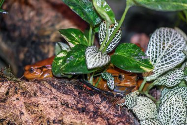 Bir yılanın yeşil yaprağını yakından çek, doğa.