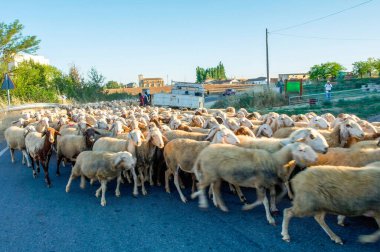 Kuzey İspanya, Avrupa 'daki Saint James hac yolunda bir koyun sürüsü. Ünlü Camino de Santiago.