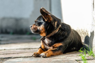 Şehirde şirin küçük bir köpek