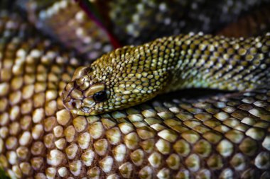 Bir yılanın yakın çekimi.