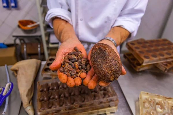 Chocolate confectioner holding cocoa pod and cocoa beans in hands with chocolate molds in the background. Chocolate demonstration.