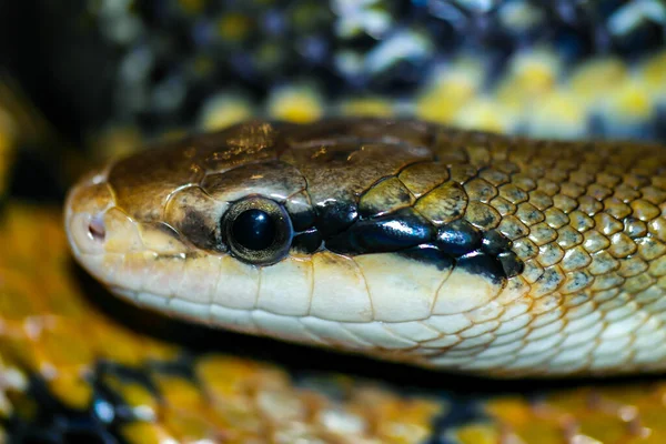 Wild snake close up in tropical jungle. Macro photography.