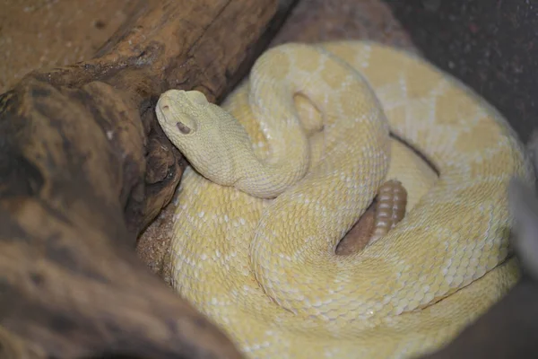 大きな黄色い蛇が近づいてきました — ストック写真