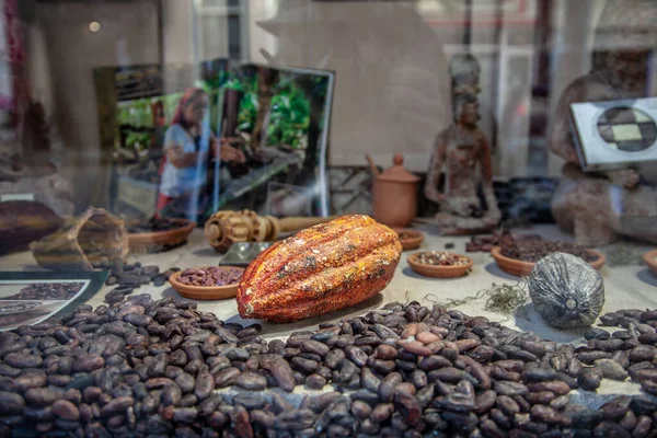 Grãos Cacau Vagens Cacau Exibidos Museu Chocolate Bruxelas — Fotografia de Stock