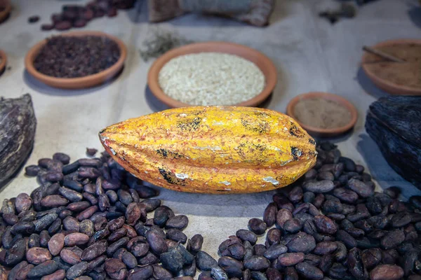 Grãos Cacau Vagens Cacau Exibidos Museu Chocolate Bruxelas — Fotografia de Stock