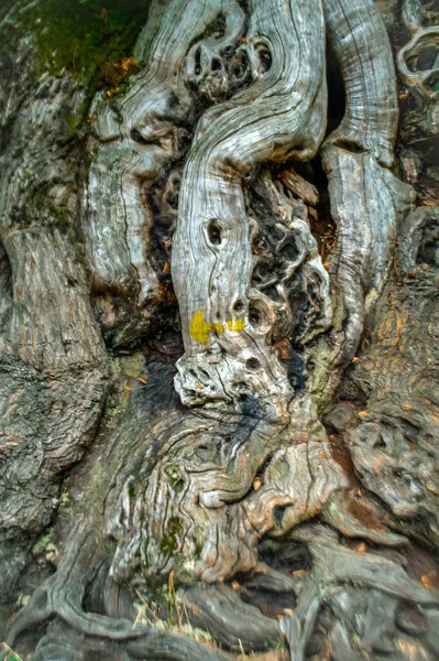 Eine Nahaufnahme Aus Altem Holz — Stockfoto