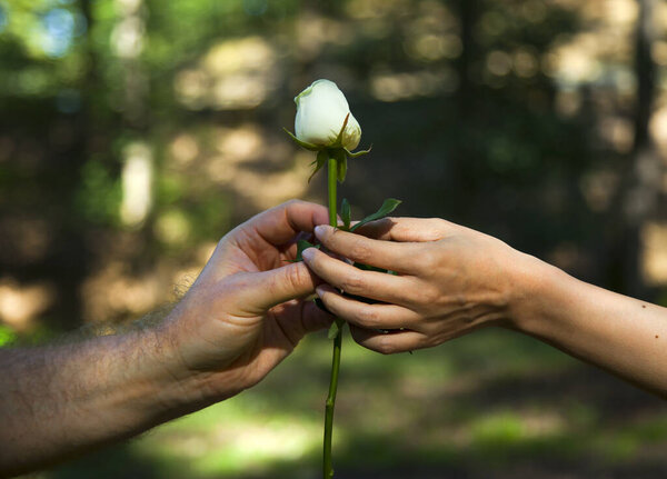 close up of young man giving white rose to a woman in spring park.