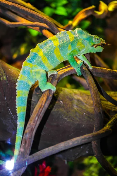 Iguana Verte Sur Branche — Photo