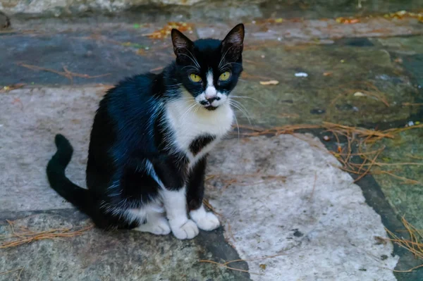 Nahaufnahme Einer Katze Auf Der Straße — Stockfoto