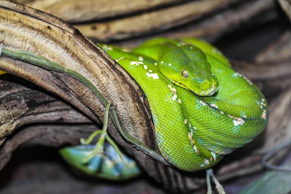 ヘビのいる緑のトカゲ古い木を背景に — ストック写真
