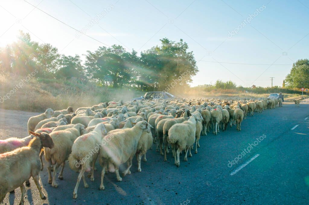 Herd of sheep on a road on the Way of Saint James pilgrimage in Northern Spain, Europe. Famous Camino de Santiago.