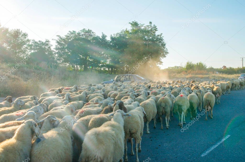 Herd of sheep on a road on the Way of Saint James pilgrimage in Northern Spain, Europe. Famous Camino de Santiago.