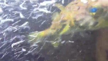 Su altı faunası, balık, su altı. Video