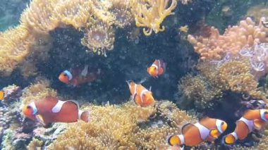 Su altı faunası, balık, su altı. Video