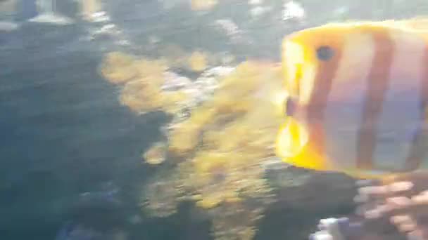 Fauna Acuática Peces Bajo Agua Vídeo — Vídeo de stock