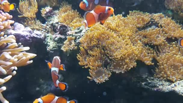 Fauna Aquática Peixes Subaquáticos Vídeo — Vídeo de Stock