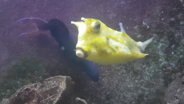 Fauna Acuática Peces Bajo Agua Vídeo — Vídeo de stock