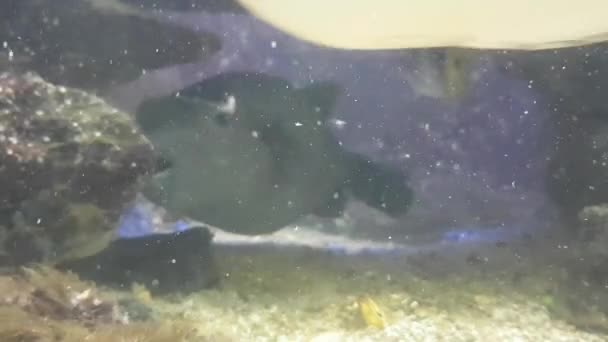 Fauna Aquática Peixes Subaquáticos Vídeo — Vídeo de Stock