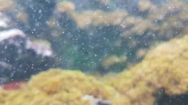 Fauna Acuática Peces Bajo Agua Vídeo — Vídeo de stock