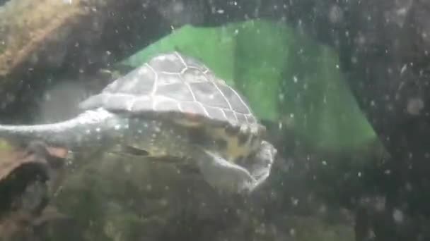 Wasserfauna Schildkröte Unterwasser Video — Stockvideo