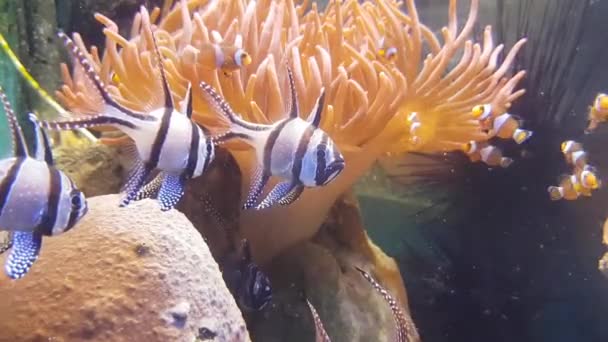 Akvatisk Fauna Fisk Vatten Video — Stockvideo