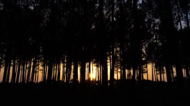 Ormanda büyüyen eğreltiotlarıyla gün batımı