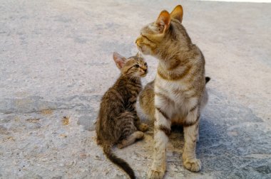 kedi ve kedi yerde.