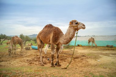 Çöldeki deve, yakın plan.