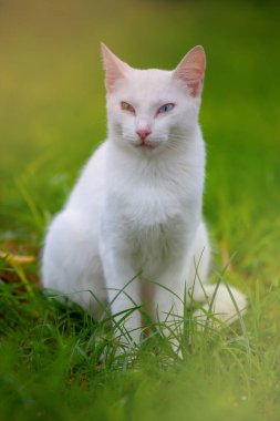 Farklı renkte gözleri olan beyaz bir kedi portresi.