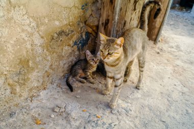 kedi ve kedi yerde.
