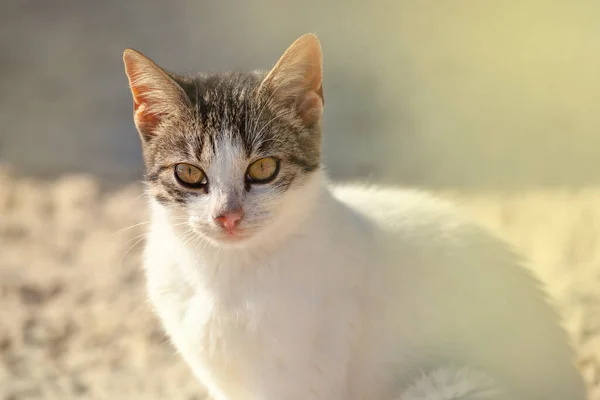 Nahaufnahme Einer Katze Auf Der Straße — Stockfoto