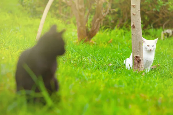 夏の庭に可愛い猫が2匹 — ストック写真