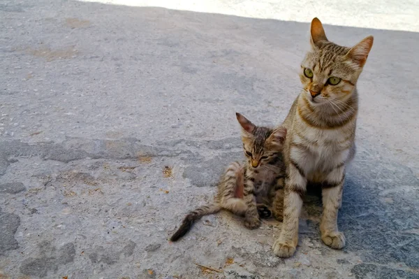 Katze Und Kätzchen Auf Dem Boden — Stockfoto